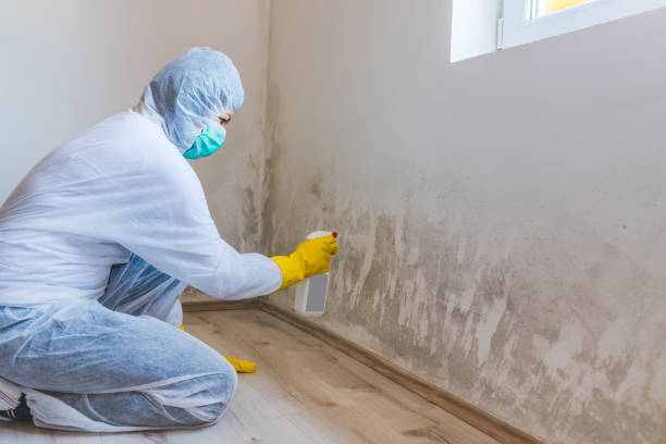 Best Mold Remediation for Healthcare Facilities  in Athens, MI